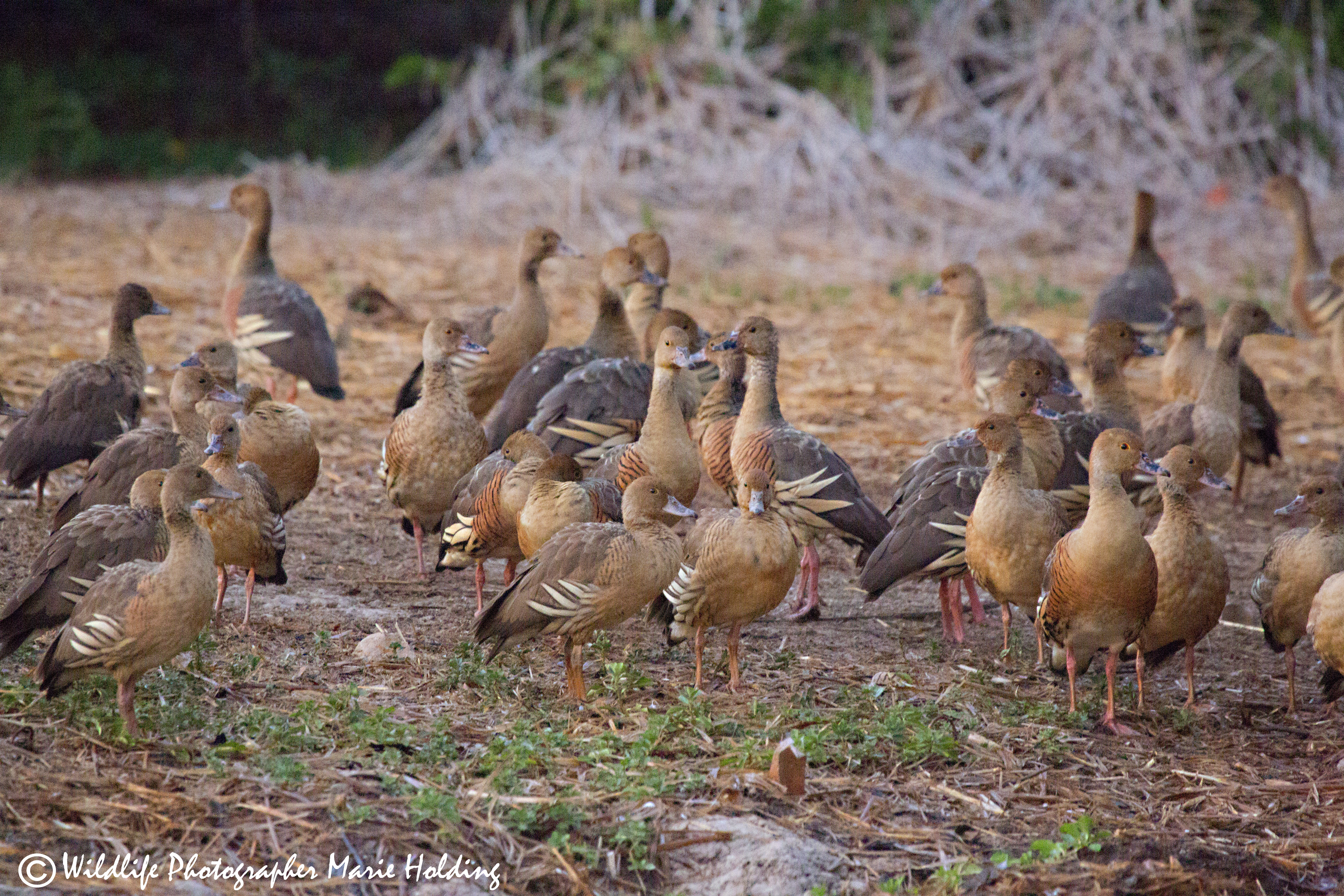 Plumed Whistling-duck